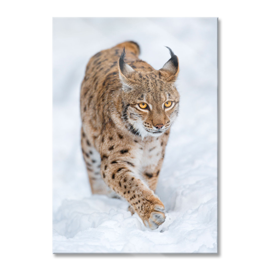 Glasbild Luchs im Schnee