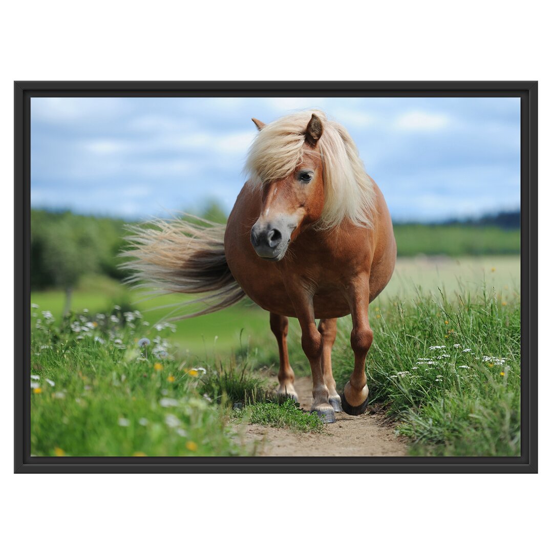 Gerahmtes Wandbild Shetlandpony auf der Wiese