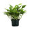 Live Golden Pothos Plant