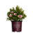 1 Gallon Autum Chiffon Encore Azalea Live Low Maintenance Plant
