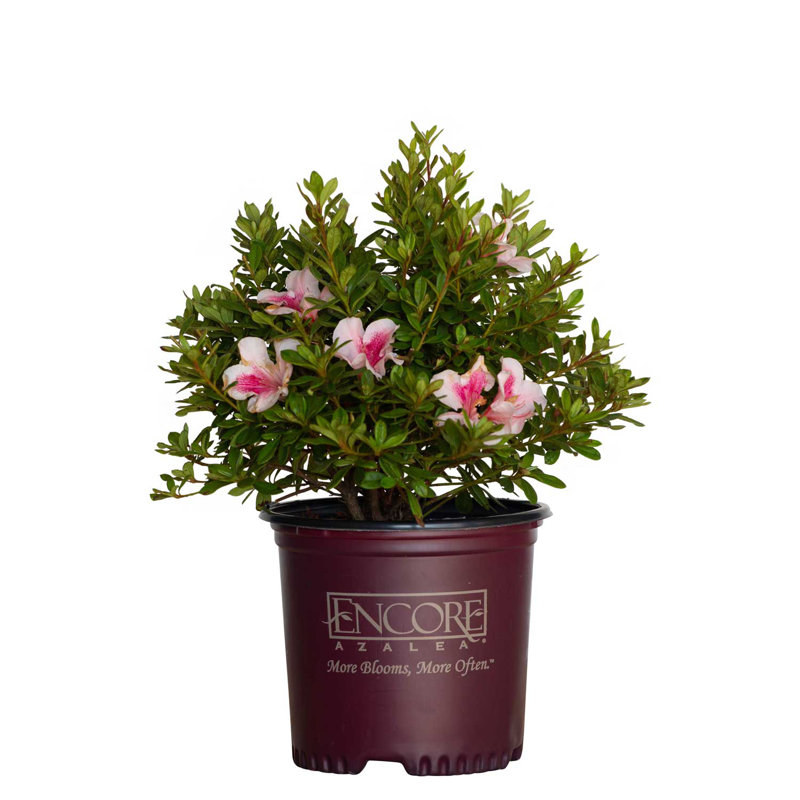Autumn Chiffon Pink and White Azalea Flowering Shrub in 1 Gallon Pot