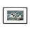 Nature Inspired Tropic Bird From Birds Of America (1827)
