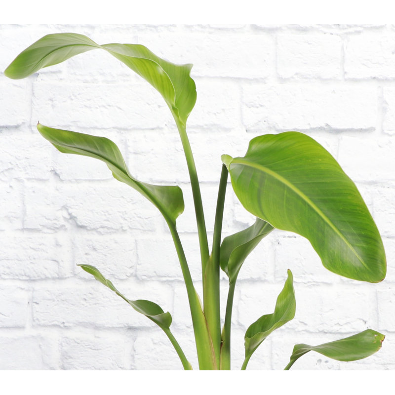 Live Bird of Paradise Plant, 6" Diameter