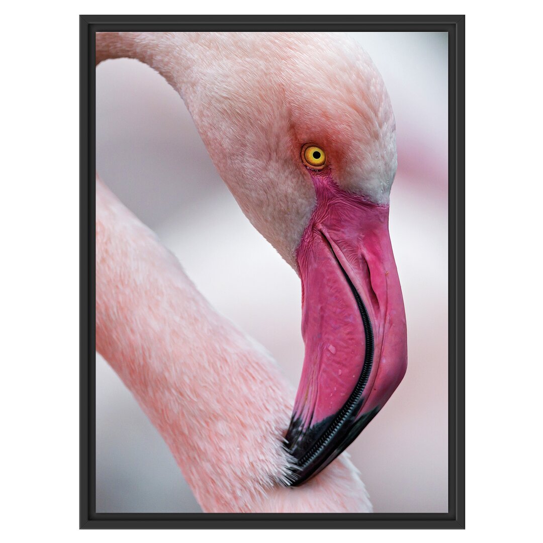 Gerahmtes Wandbild prächtiger Flamingo