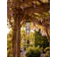 Carillon Regal Classic-1246988603-1246988601