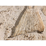 6'' x 6'' Compressed Stone Medallion