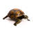 Reginia Tortoise Statue