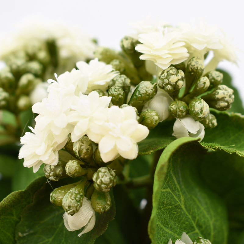 Kalanchoe Arrangement in Fiberstone Pot, White