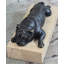 Sculpture de petit bouledogue Strozier