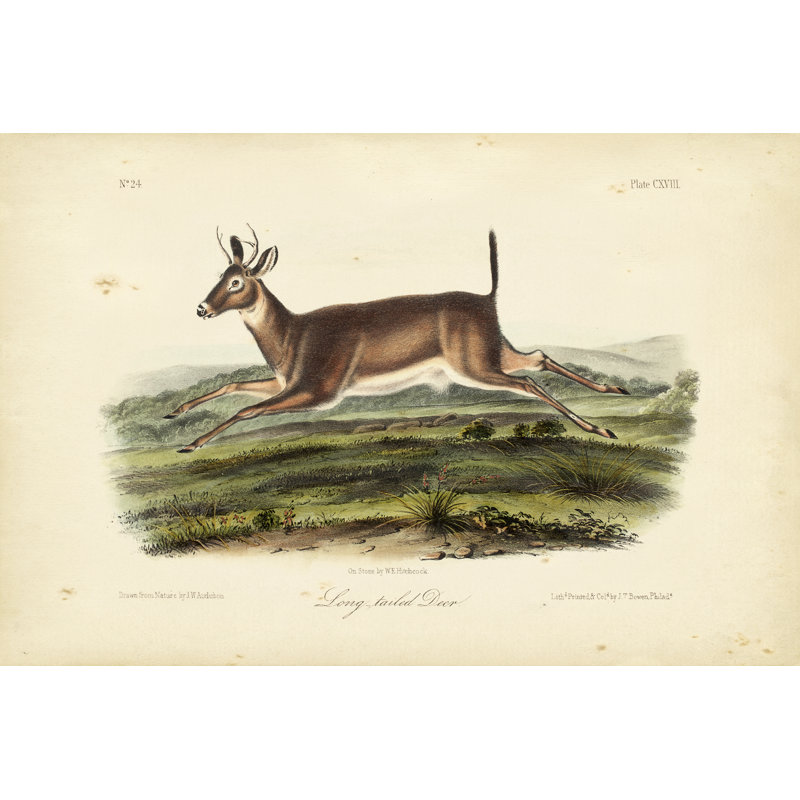 Long-Tailed Deer by John Audubon - Wrapped Canvas Painting, 30cm H x 46cm W