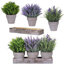 Arrangement de lavande Kassaraba-232822079