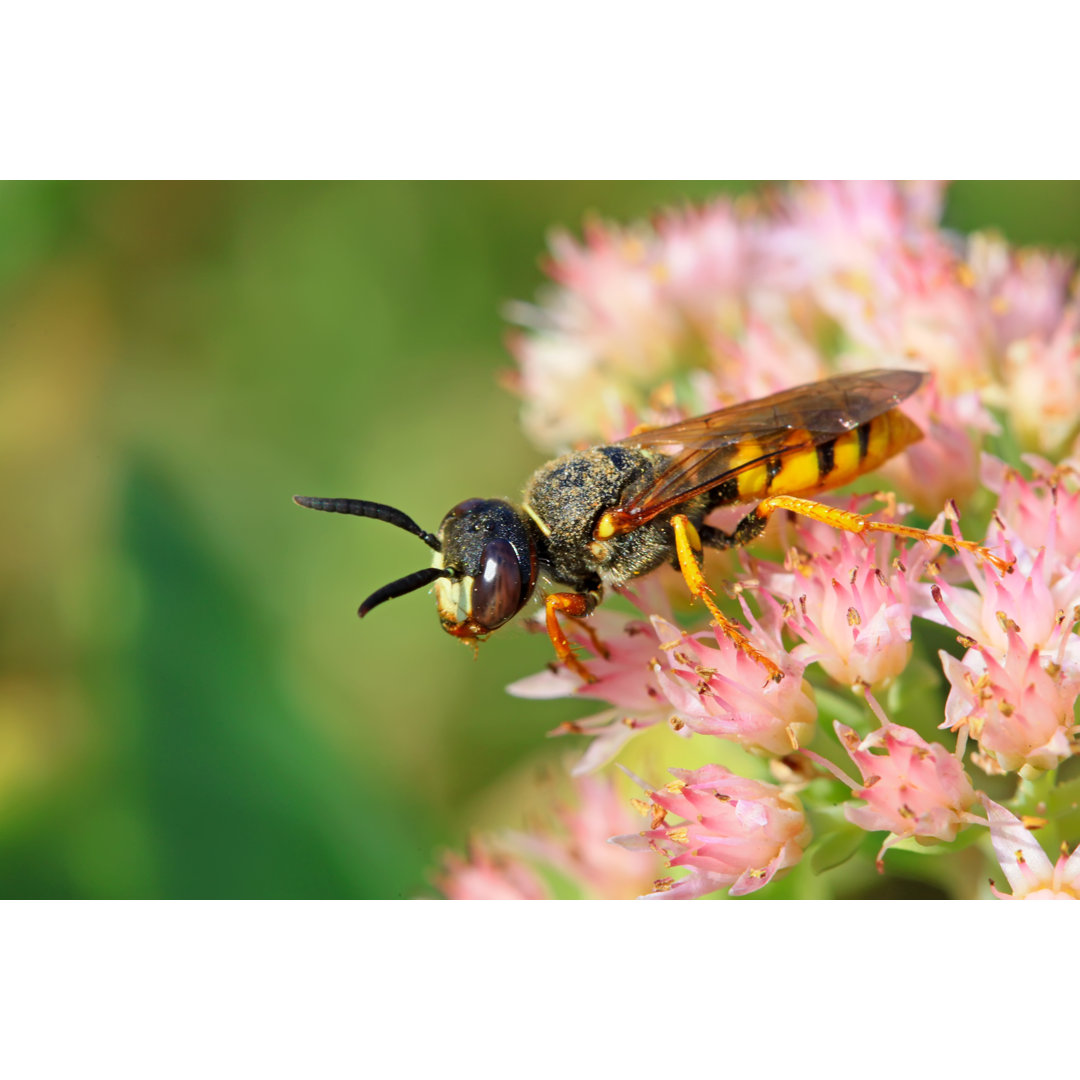 Insekten von Lnzyx - Leinwandbild