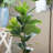 35.4'' Faux Fir Tree in Pot
