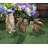 CURIOUS RABBIT GARDEN STATUE