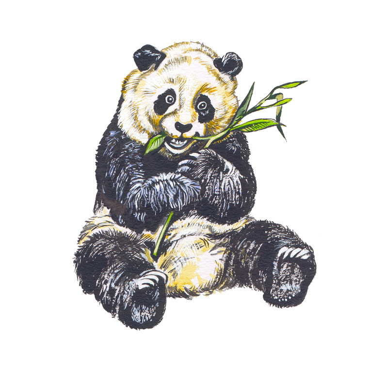 Panda by Tombaky - Wrapped Canvas Print, 76cm H x 76cm W x 3.8cm D