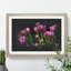 Pink Tulip Flowers - Picture Frame Graphic Art-62803952-62803951