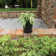 Pansy Ceramic Pot Planter