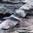 Tabitha Fabric