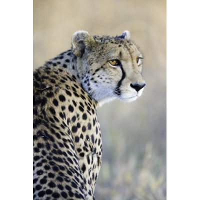 Magnifique guépard par Pjmalsbury
