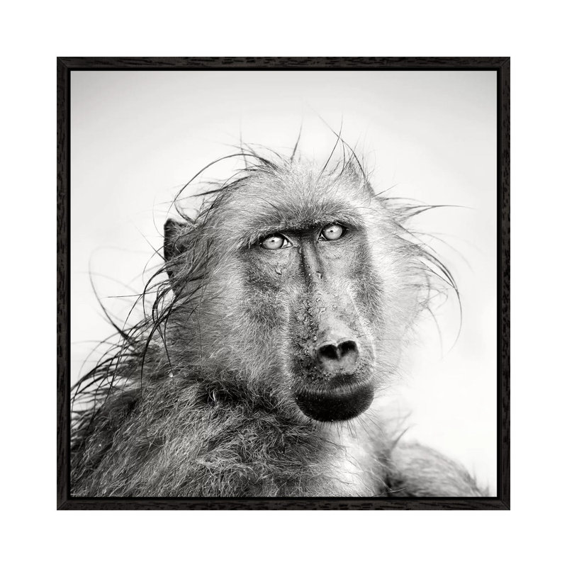 Wet Baboon Portrait 1 Piece Wall Art on Canvas, 93.98 cm H x 93.98 cm W, Black Framed