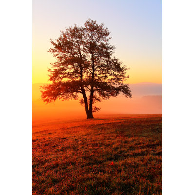 Meadow At Sunrise by TomasSereda - Wrapped Canvas Print