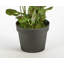 Faux géranium 31 po dans un pot de 7 po avec mousse-235625642