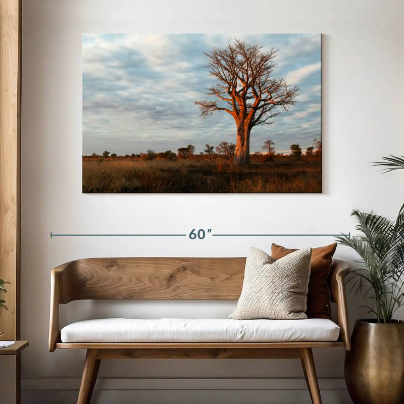 Baobab zambien Harnek, H 32 po x l 48 po
