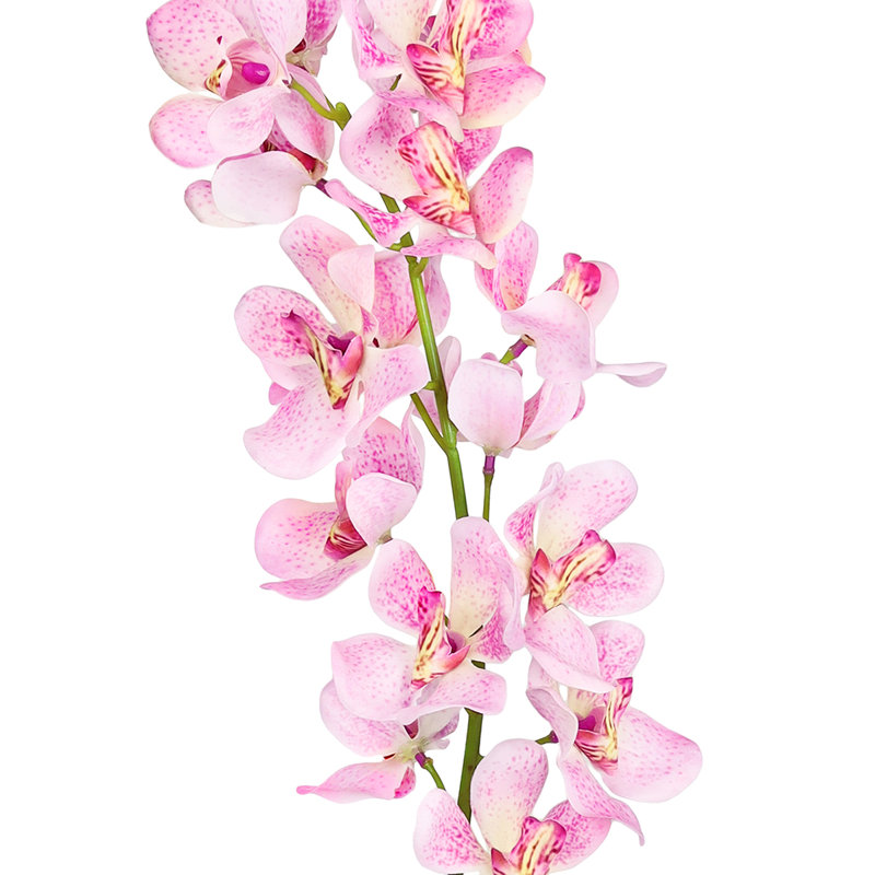 Tiges d'orchidées, Rose