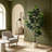 6FT Fiddle Leaf Fig Tree with White Planter