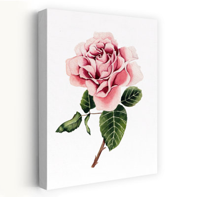 Watercolor Pink Rose Classic Delicate Elegant Rose Flower Nature Wall Art