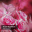Rideau de douche Roses Butterfly-383786017