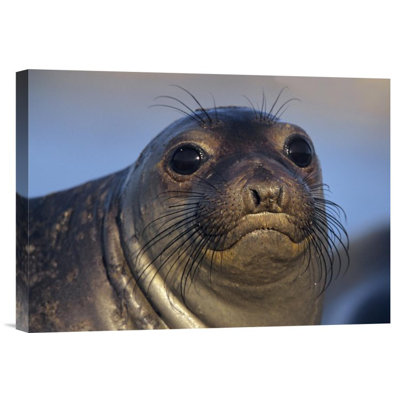 " Northern Elephant Seal Pup "