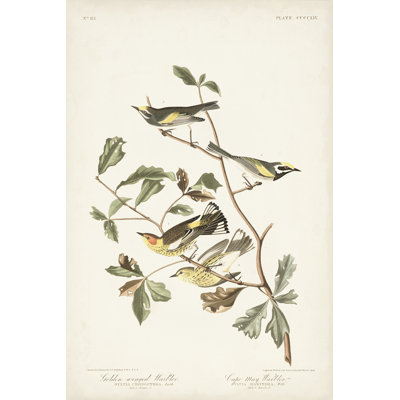 Pl 414 GoldenWinged Warbler
