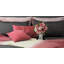 Coussin décoratif avec coussin décoratif brodé Accent-83052515