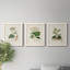 Antique Turpin Botanical I - ensemble de 3 peintures sur toile encadrées-1376143494-1376143489
