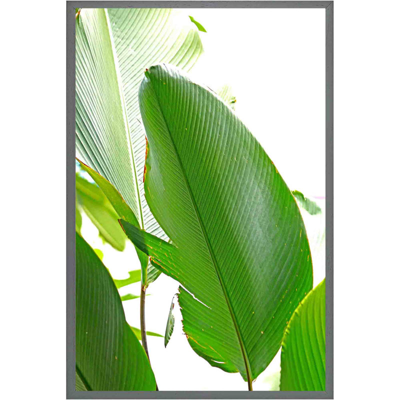 Aamanda Green Leaf - Single Picture Frame Print, 61cm H x 41cm W x 4cm D, Grey