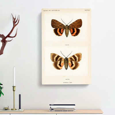 Darling Underwing Moth by Charles DOrbigny - Wrapped Canvas