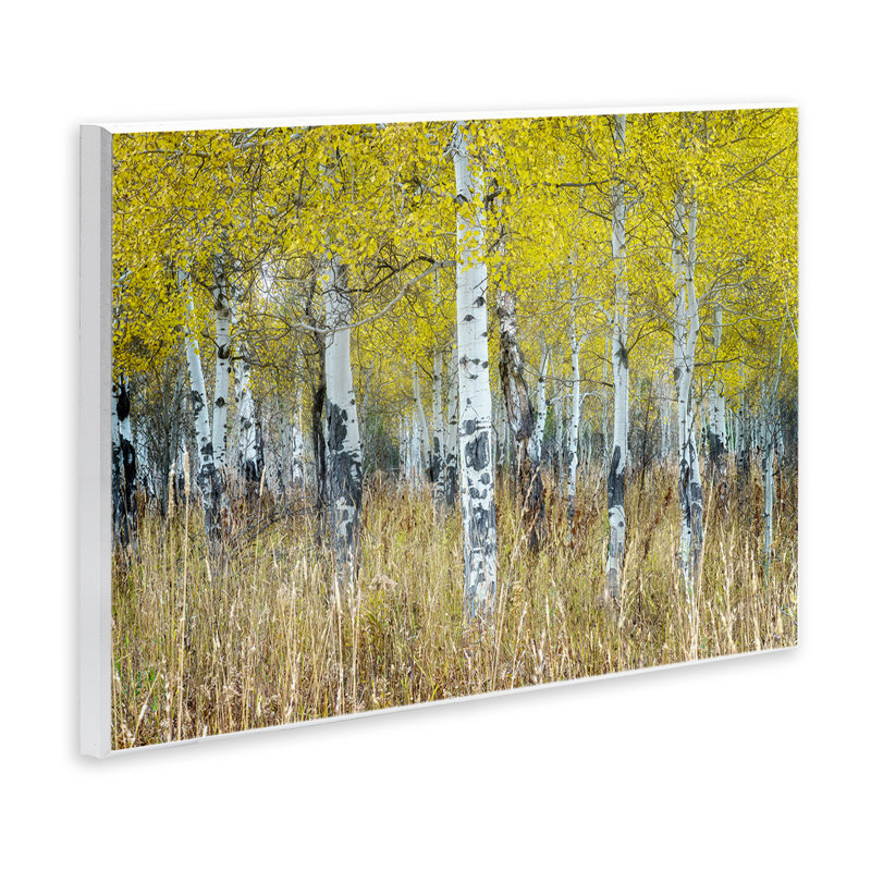 «Dense Birch Trees» par Rick Berk, H 10 po x l 15 po