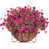 Rose Red
