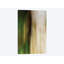 «Leaves and Stone», impression sur toile-33085729-72232209-72232208