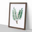 Indian Frankincense Flowers Illustration - Framed Print-55575979-55575984