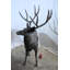 Statue de cerf debout en aluminium grandeur nature 48 po x 30 po x H 55 po