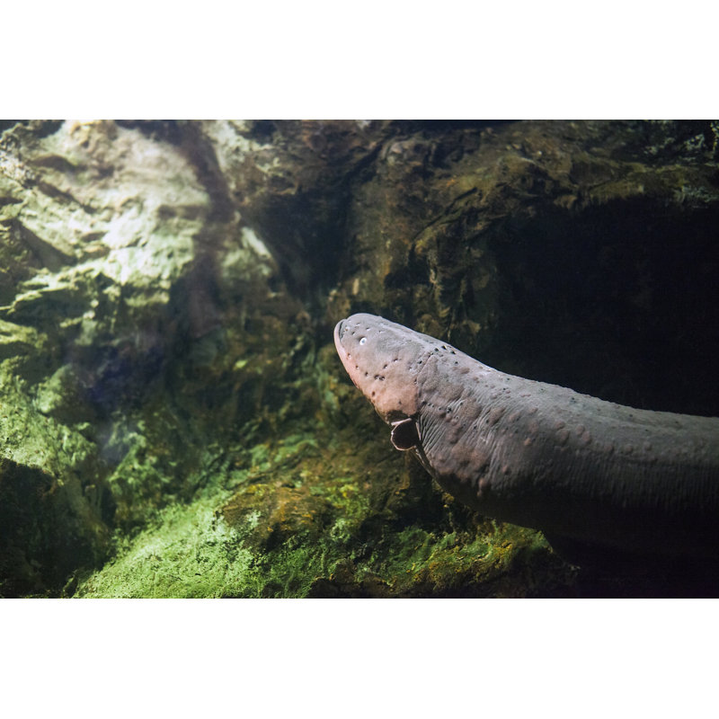 Electric Eel Fish - Wrapped Canvas Print, 61cm H x 91cm W
