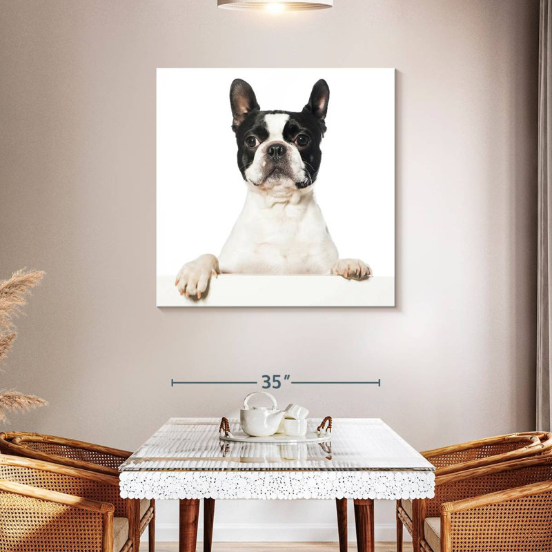 Crowle Boston Terrier, H 39 po x l 39 po