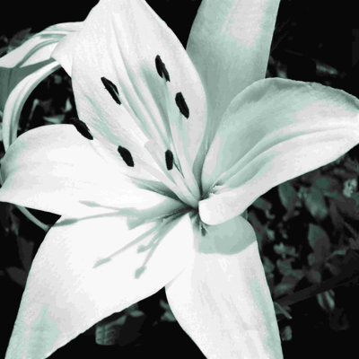 Fleur noire et blanche 7