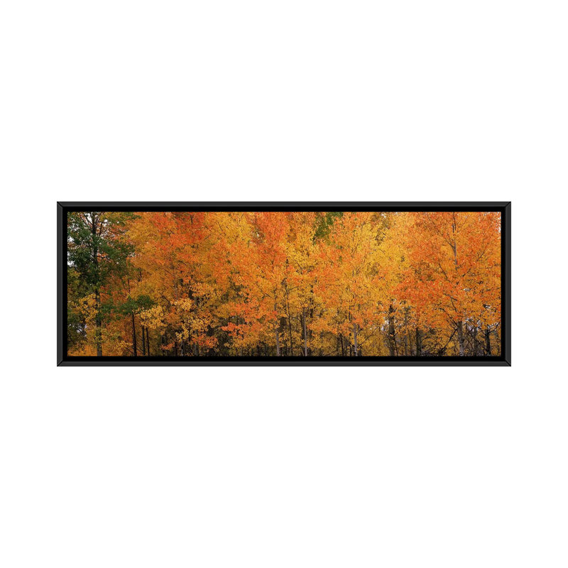 « forest, jackson, jackson hole, teton county, wyoming », reproduction de photo sur toile, H 24 po x l 72 po x P 1,5 po