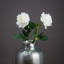 Anastasija Arrangement