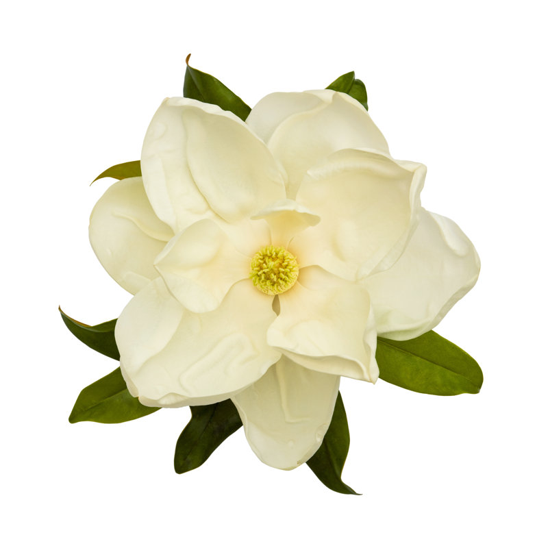Fleur de magnolia blanc par Slobo, H 12 po x l 12 po