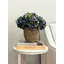 Arrangement floral d'automne hortensia-1147535358
