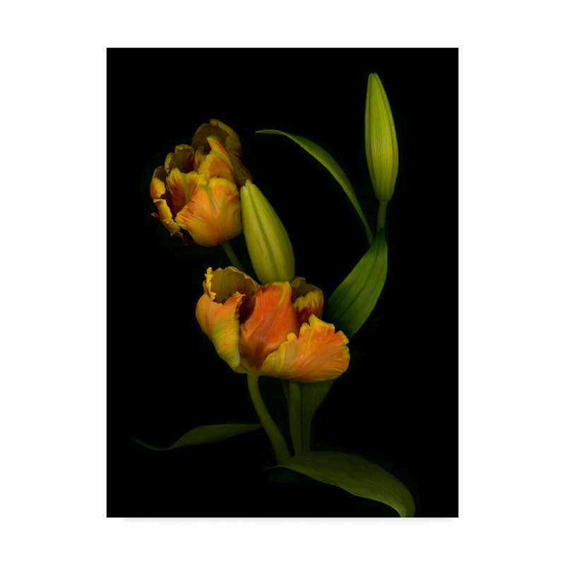 Dosta «Tulips 1», impression sur toile tendue, H 24 po x l 18 po x P 2 po